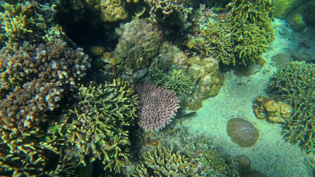 Sambelia snorkeling tour Gili Kondo Lombok