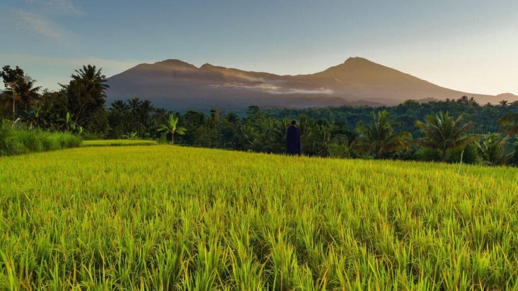 Tetebatu rice terrace and rinjani view.jpeg