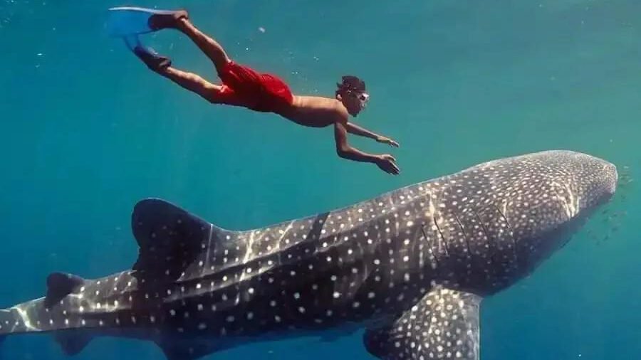 saleh bay whaleshark point.jpeg